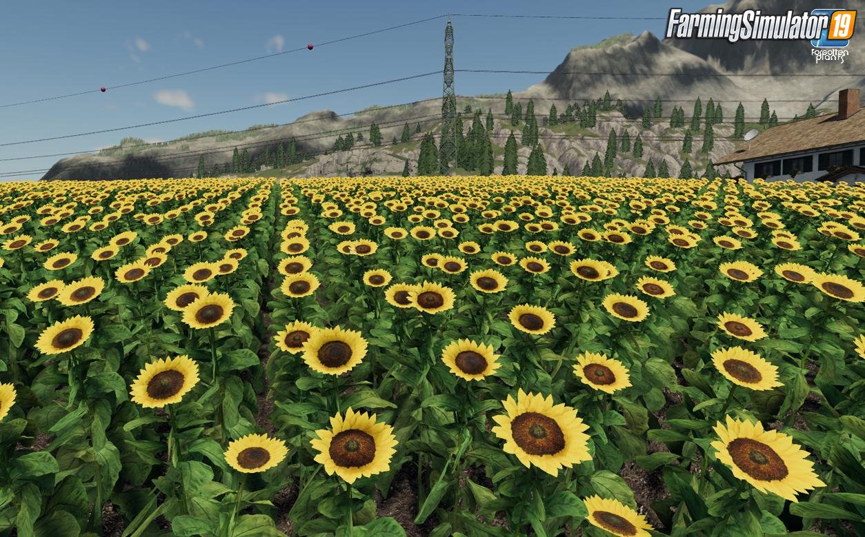 Forgotten Plants - Sunflower/Canola v1.0 for FS19