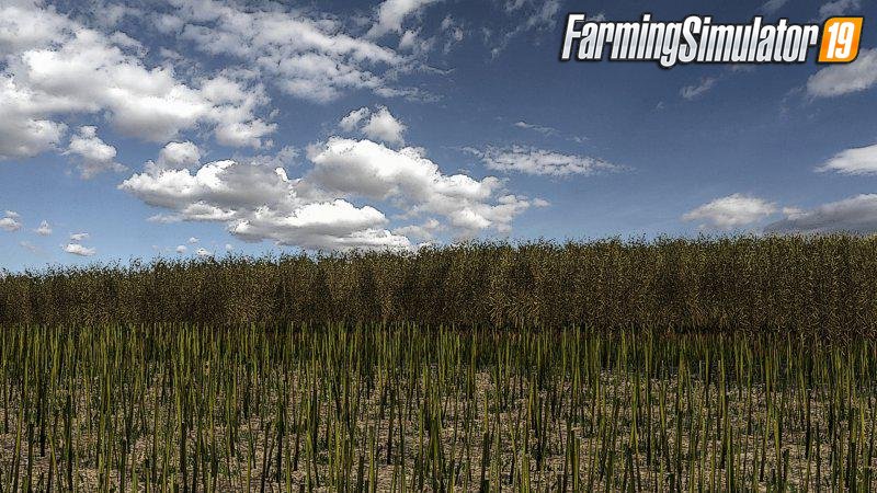 Canola texture Mod v1.0 for FS19